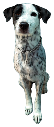 Chaba